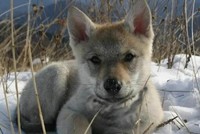 Bà lão cứu vật, vật trả ơn