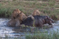 Trận đấu sinh tử giữa tê giác và vua sư tử