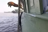 Phấn khích vì được trả tự do, chú hổ Bengal "phi thân" từ trên tàu xuống nước