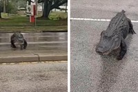 "Quái thú" khổng lồ cụt chân lừng lững băng qua đường gây náo loạn cả khu phố