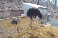 Trận đấu cực kỳ "phi lý" giữa cặp lợn con tí hon và gấu đen khổng lồ