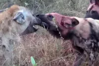 Màn trừng phạt "tàn khốc" của đàn chó hoang châu Phi dành cho linh cẩu nhưng cái kết khiến ai cũng phải ngạc nhiên