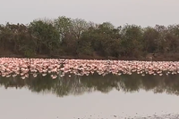 Hàng trăm nghìn con hồng hạc vẫn kéo đến Ấn Độ để tạo nên bức tranh thiên nhiên tuyệt đẹp giữa mùa Hè thiêu đốt