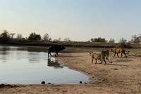 Quyết định mang tính bước ngoặt của trâu rừng khi phải đối đầu với đàn sư tử "khát máu"