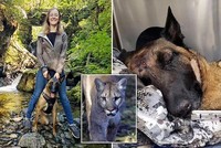 Chú chó trung thành, quên mình tấn công sư tử núi để giải cứu chủ nhân