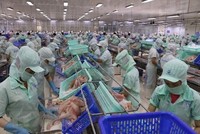 Chế biến cá tra xuất khẩu. (Ảnh: Công Mạo/TTXVN)