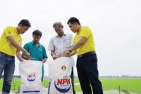 Đạm Cà Mau là một trong những doanh nghiệp tăng trưởng bền vững trên sàn chứng khoán.