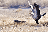 Vũ điệu hoang dã "mê đắm lòng người" của loài chim vừa săn được rắn, vừa bắt nạt được chó rừng châu Phi