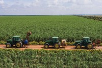 Ngành mía đường tiếp tục có triển vọng sáng, tập trung vào những doanh nghiệp tự chủ được vùng nguyên liệu.