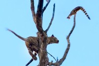 Màn leo cây săn mồi cực đỉnh của báo hoa mai nhưng cái kết lại "ối dồi ôi"