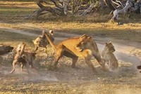 Tưởng ngon ăn, ai ngờ sư tử "xây xẩm mặt mày" trước chiến thuật hoàn mỹ của bầy chó hoang châu Phi