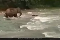 Voi con suýt chết đuối khi đi qua sông nếu không có sự ứng phó cực kỳ kịp thời của voi mẹ