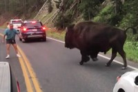 Trải nghiệm chọc giận bò rừng Bison và cái kết hú hồn của anh chàng ngốc nghếch