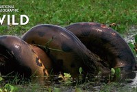 Cận cảnh loài bò sát tàn bạo nhất thế giới "nuốt chửng" loài gặm nhấm lớn nhất thế giới