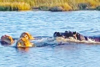 Lầm đường lạc lối, cả đàn sư tử bị hà mà lùa chạy như vịt