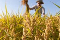 Ảnh minh họa. (Nguồn: globaltrademag.com).