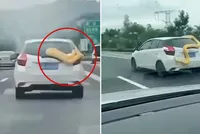 Một con trăn siêu to khổng lồ bất ngờ trườn kín xe ô tô đang chạy trên đường cao tốc