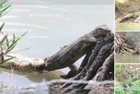 Pha thoát thân thần kỳ của kỳ đà hoa khỏi răng nanh cá sấu 