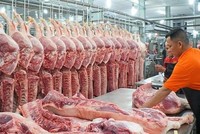 Giá thịt lợn và giá nguyên liệu thức ăn chăn nuôi có xu hướng tăng cao thời gian gần đây.