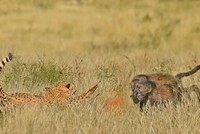 Tiếng gọi đồng đội của báo săn vô tình đẩy cả đàn vào tình thế hiểm nguy