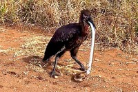 Chú chim mỏ sừng suýt trả giá vì thói ăn tham