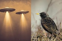 Chuyên gia về UFO cảnh báo về một số loài sinh vật có thể là công cụ giám sát Trái đất được gửi đến bởi người ngoài hành tinh