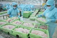 Cá tra Việt Nam có thị trường nhập khẩu chính là Trung Quốc, Mỹ và khối các nước trong Hiệp định CPTPP.