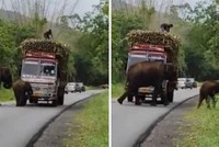 Lý do đằng sau quyết định chặn chiếc xe tải của 2 mẹ con nhà voi khiến ai cũng phải bật cười