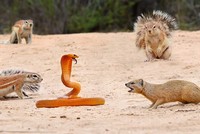 "Liên minh công lý" đập tan âm mưu xâm lược của con rắn hổ mang hung tợn