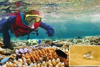 Tình cờ nhặt được viên kim cương dưới đáy đại dương và quyết định không ai ngờ được của anh chàng may mắn