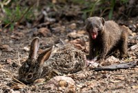 Khắc tinh số 1 của rắn hổ mang chúa, thợ săn mồi khét tiếng có khuôn mặt "trẻ thơ"