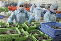 Tôm và cá tra là hai mặt hàng xuất khẩu chủ lực của Việt Nam.