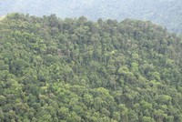 Rừng tự nhiên của các công ty lâm nghiệp phải tạm dừng khai thác đang chờ... chính sách