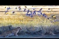 Kẻ đi săn trở thành con mồi