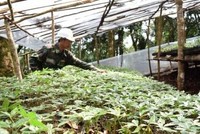 Kon Tum tìm cách “cứu” cây sâm Ngọc Linh bị chết