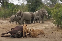Đàn sư tử thể hiện sức mạnh không gì cản nổi, khuất phục hai thành viên "máu mặt" trong Ngũ đại dã thú châu Phi