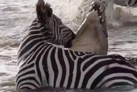 Hy hữu: Bị tấn công, ngựa vằn quay đầu "nựng yêu" vào má cá sấu khổng lồ