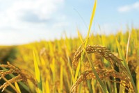 Ấn Độ cấm xuất khẩu một số mặt hàng gạo tạo ra kỳ vọng tăng giá đối với gạo Việt Nam xuất khẩu