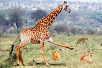 Cuộc chiến không cân sức giữa hươu cao cổ và nhóm thợ săn mồi nguy hiểm bậc nhất thế giới tự nhiên hoang dã