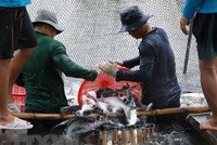 Thu hoạch cá tra cung cấp cho nhà máy chế biến phục vụ xuất khẩu tại hộ nông dân nuôi liên kết với doanh nghiệp ở xã Bình Hoà, huyện Châu Thành (An Giang). (Ảnh: Vũ Sinh/TTXVN)