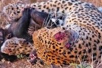 Cuộc chiến giành giật sự sống của loài động vật được mệnh danh là "bất cần" nhất trong thế giới hoang dã