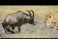 Bị vây hãm bởi hai con sư tử hung dữ, chiến thắng vẫn mỉm cười với loài động vật "thức ăn"