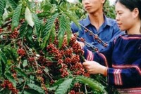 Kon Tum hình thành vùng sản xuất chuyên canh cà phê Robusta