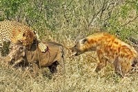 Chiến binh lợn rừng sống sót thần kỳ sau màn truy kích của hai "thợ săn" hàng đầu thế giới tự nhiên hoang dã