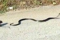 Chuột mẹ liều mình tấn công rắn độc "thừa sống thiếu chết" để cứu con