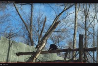 Tinh tinh cầm gậy đuổi gấu mèo chạy "tóe khói"