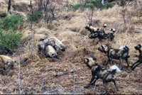 Bầy chó hoang bị cướp miếng ăn ngay trên miệng