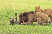 Cả đời khôn khéo, chỉ vì một sai lầm mà báo hoa mai phải trả giá bằng chính mạng sống của mình