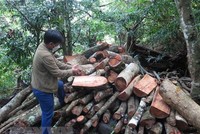 Ghi nhận cây rừng tại tiểu khu 165, xã Sơn Hội, huyện Sơn Hòa bị chặt phá, chất thành đống, chuẩn bị chuyển đi vào ngày 9/9/2022. (Ảnh: TTXVN)