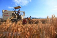 Nông dân thu hoạch lúa mì trên cánh đồng ở tỉnh Sơn Đông, Trung Quốc. (Ảnh: THX/TTXVN).